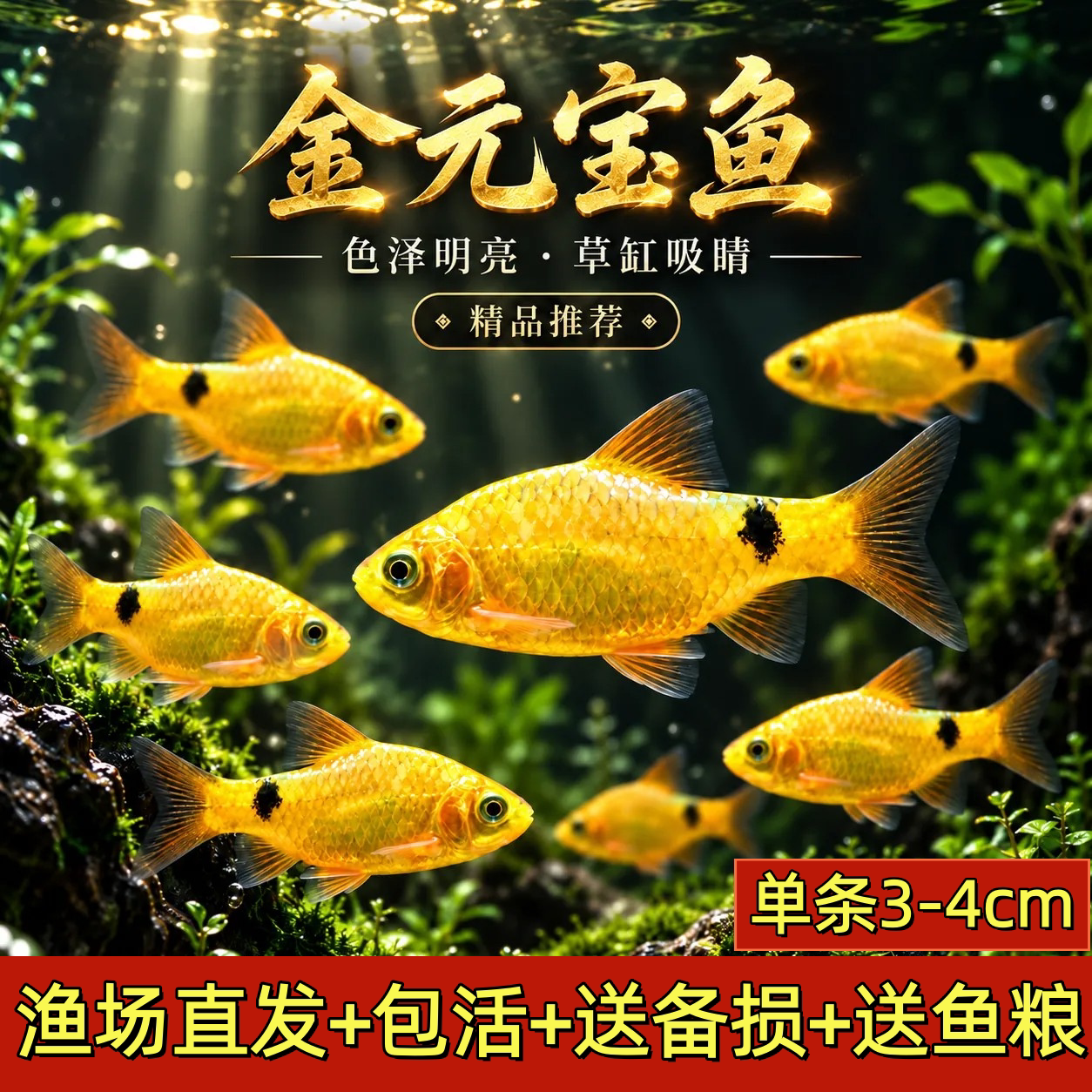金元宝鱼冷水斑马耐寒观赏鱼淡水鱼溪流闯缸新手鱼玫瑰鲫鱼活体