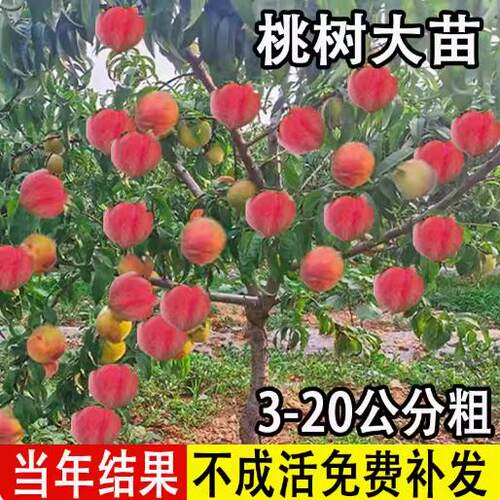 大桃树果苗黄水蜜冬红油南桃树
