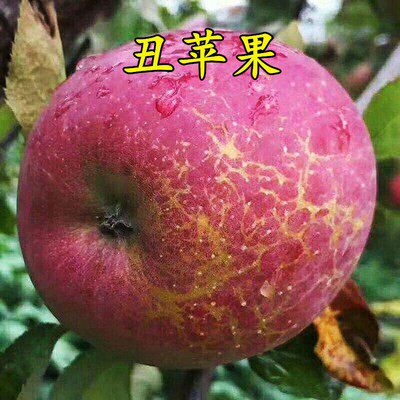 嫁接苹果树苗脆甜四川冰糖心大