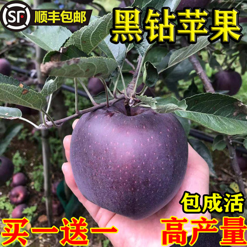 黑钻苹果苗嫁接新品种树特大南