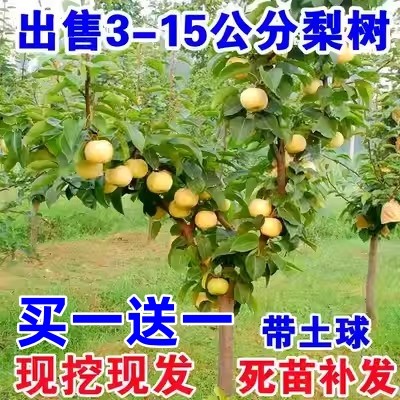 梨树苗嫁接砀山酥秋月南方北种植