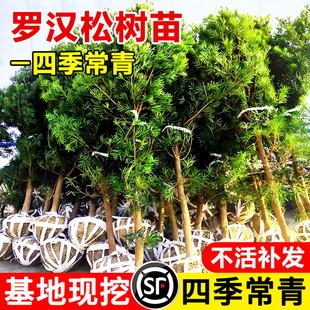 罗汉松庭院造型树小叶小型雀舌树苗松庭院造型树迎客松盆景老桩