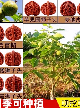 文玩核桃树苗京八棱盆栽蛤蟆头门墩四座楼白狮子头宫灯三棱核桃苗