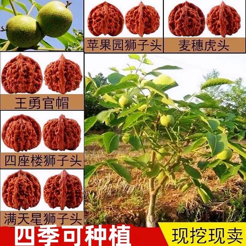文玩核桃树苗京八棱盆栽蛤蟆头门