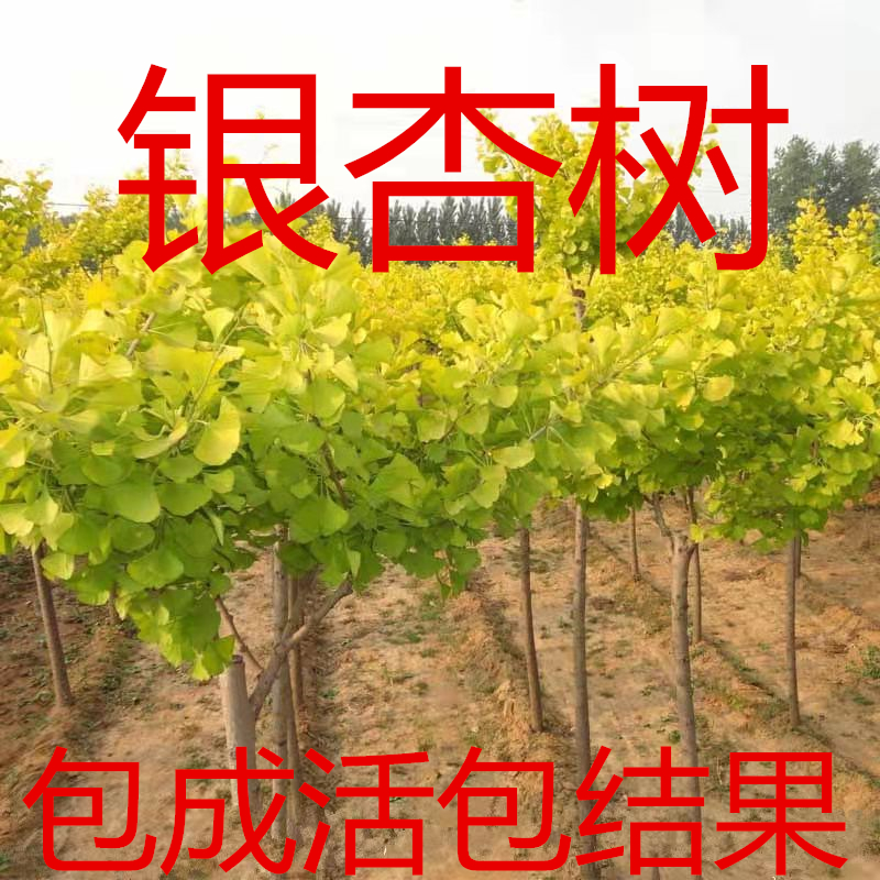 银杏树苗白果活秋季金叶小