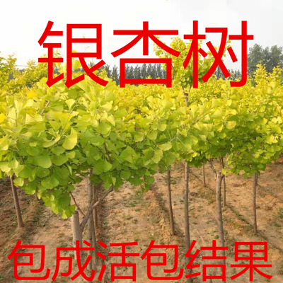 银杏树苗白果活秋季金叶小