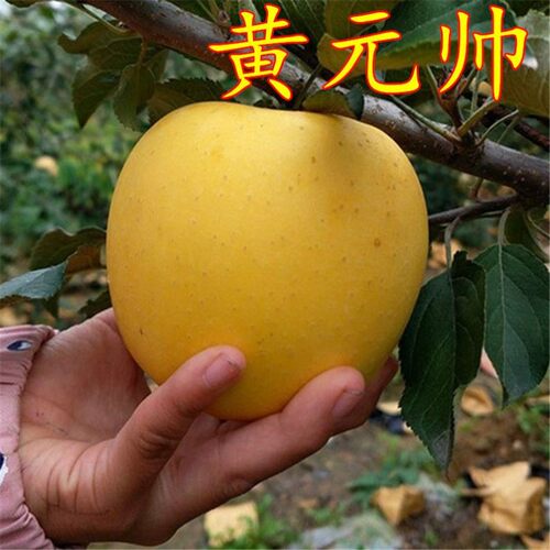 苹果树活苗南北方种植嫁接黄元帅