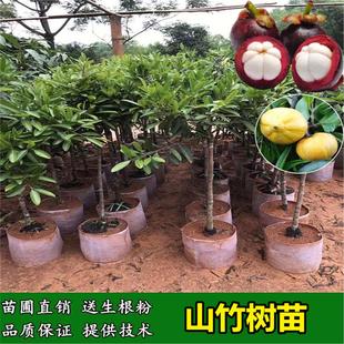 泰国无籽山竹苗黄金山竹树苗领南山竹果树苗南方北方种植当年结果