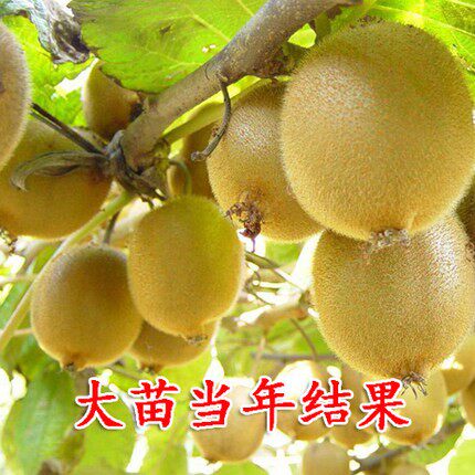 南北种植雌雄同体猕猴桃红心苗庭
