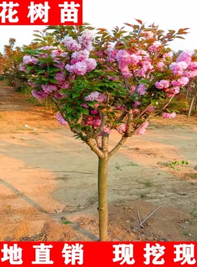 日本樱花树苗南北方室外庭院种植绿化工程苗大型高杆樱花苗风景树