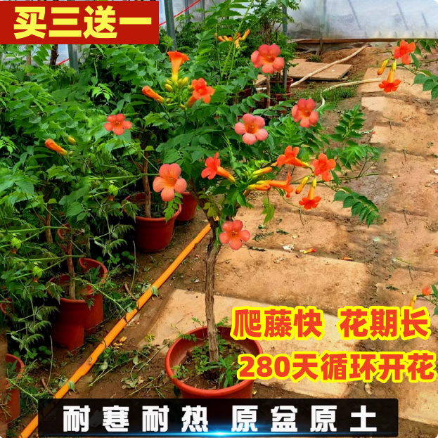 耐寒凌霄花苗炮仗花爬藤