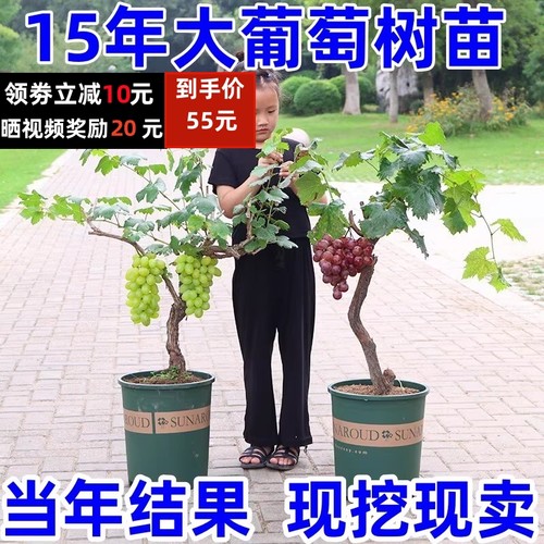 葡萄苗大蓝宝石巨峰树苖庭院爬藤