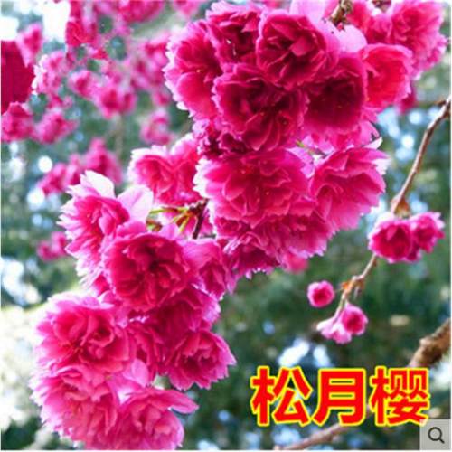 正宗日本樱花树苗南北方庭