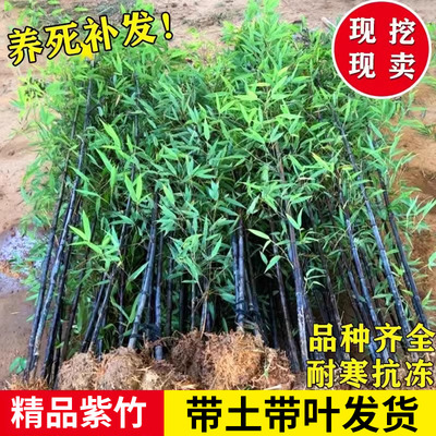 紫竹苗四季常青子庭院户外