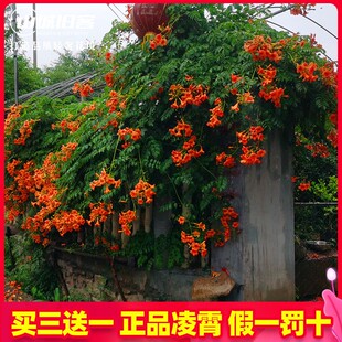 美国凌霄花苗爬藤植物耐寒庭院攀援凌霄树苗藤本凌霄苗喇叭炮仗花