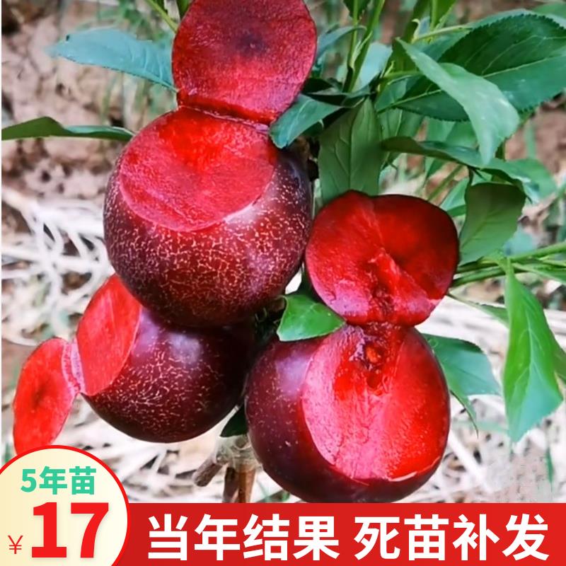 李子树苗蜂糖南方北方种植三华脆红西梅四川嫁接地栽特大当年结果