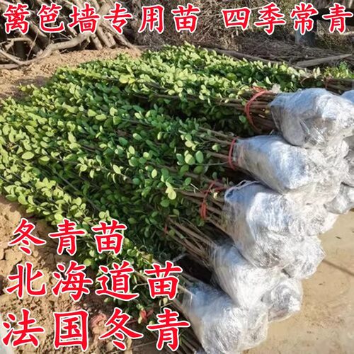 篱笆苗冬青树苗四季常青绿化苗