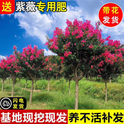 紫薇花树苗盆栽老桩庭院红