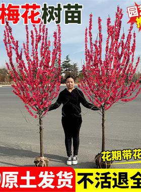 耐寒红梅花树苗庭院地栽浓香型四季花卉植物骨里红梅腊梅绿梅室外