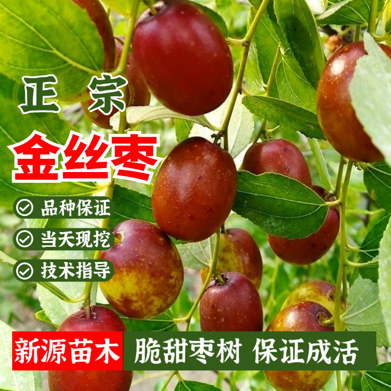 金丝4号枣树活苗庭院地栽果盆嫁