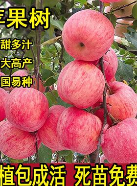 苹果树苗盆栽南方北方种植地栽冰糖心苹果苗活苗矮化果树当年结果