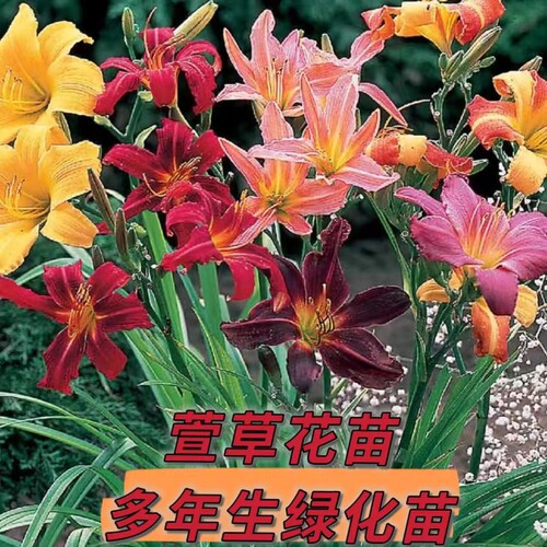 大花萱草忘忧金娃耐寒宿根