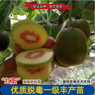 红心猕猴桃树果苗软枣猕猴桃苗徐香弥猴桃树苗奇异果猕猴果苗果树