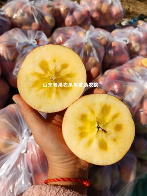 冰糖心苹果树苗新疆阿克苏抗寒南