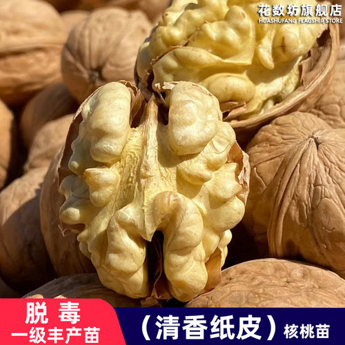 嫁接清香纸皮核桃树苗特大薄壳北