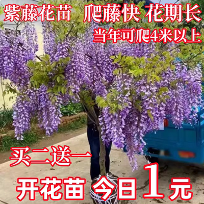 紫藤树苗庭院爬藤植物普罗旺斯