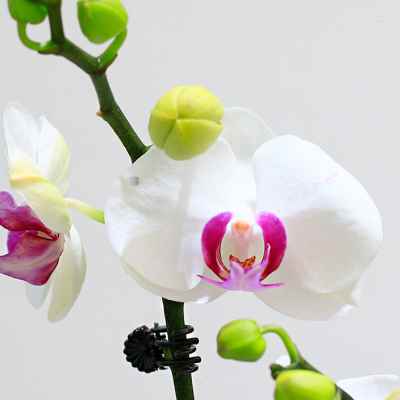现货速发雪域蝴蝶兰花苗带花带花苞