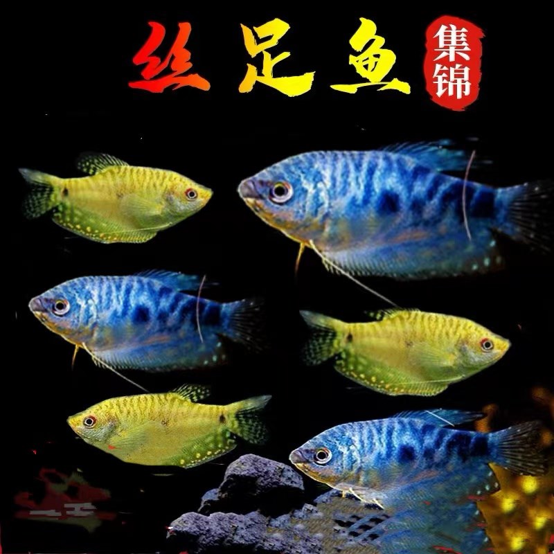 速发马鱼曼龙x热带观赏鱼黄曼龙蓝曼龙五彩血珍珠z甲球小型淡水鱼