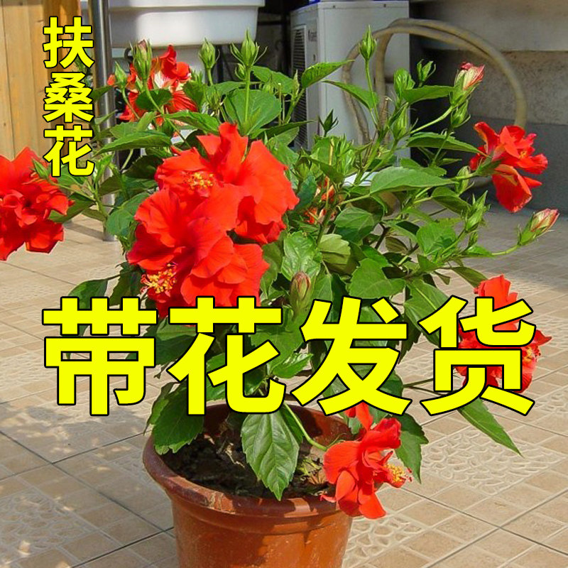 速发绿桑花盆栽重瓣带花苞植色朱瑾牡丹草台四季开花卉室内红物扶