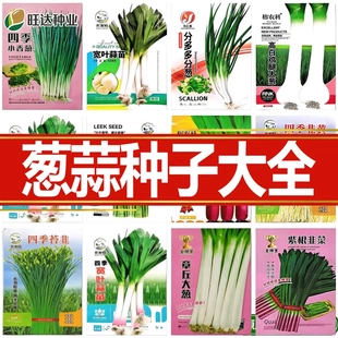 章丘铁杆大葱种子耐寒耐旱高产红根蒜苗红皮韭葱种籽四季宽叶盆栽