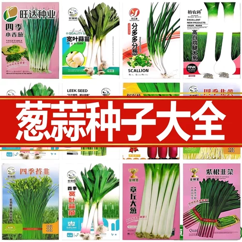 高产红根蒜苗红皮葱种籽宽叶盆栽
