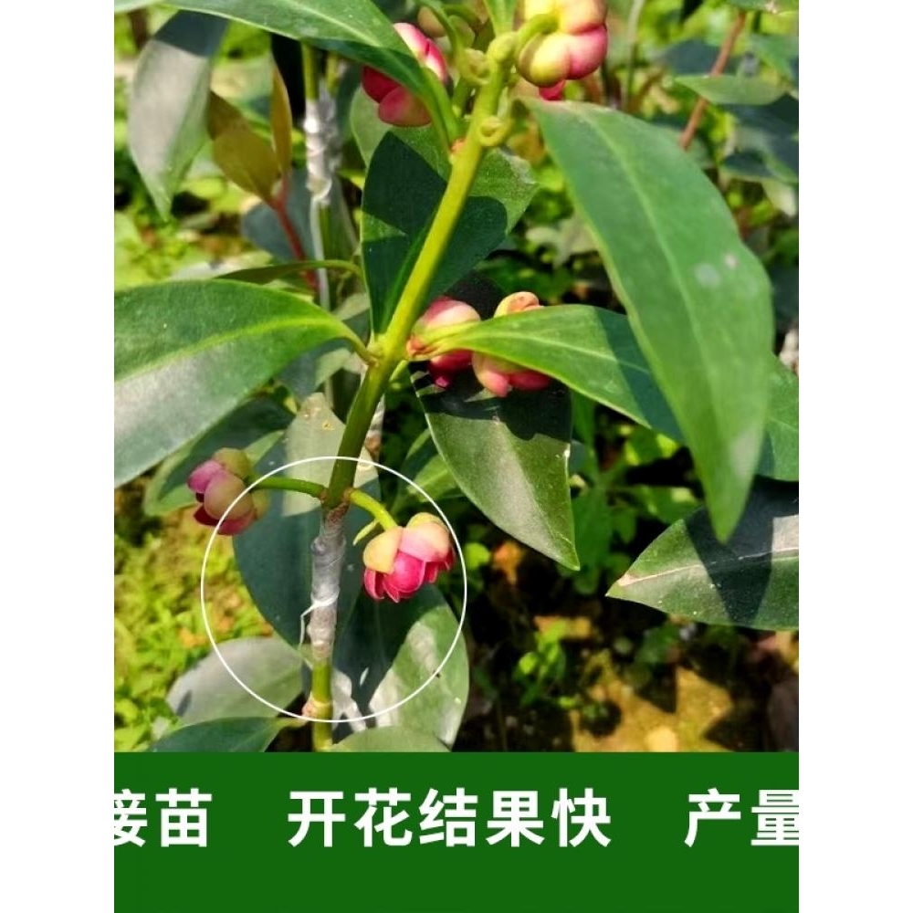 八角树苗嫁接苗罗马茴香大料矮化高产抗寒带土营养杯叶子大红b280