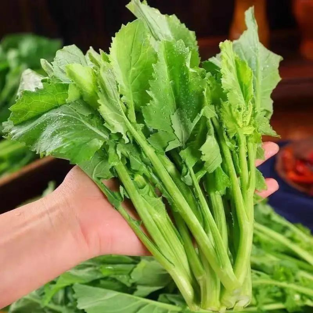 板蓝根青菜种子油苔菜种籽