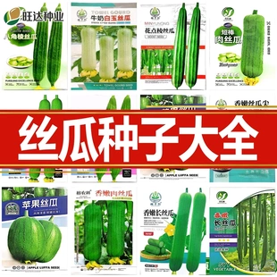 丝瓜大种子全长短棒棱型肉厚春秋季蔬菜瓜果种籽嫩香高产早熟四季
