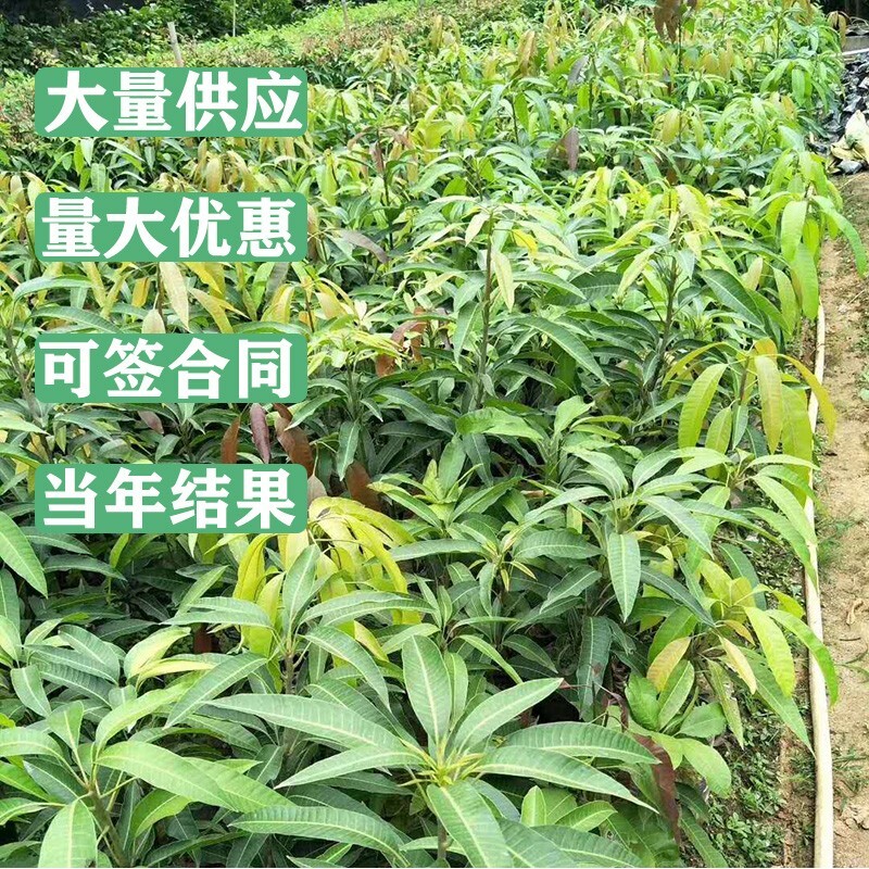 芒果树苖四季蜜金煌芒桂七特大盆栽庭院阳台南方种植矮a00000091