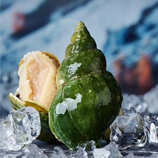 翡翠螺 深海野生海螺 进口冷冻生鲜 个头大肉质肥美 全壳峨螺500g