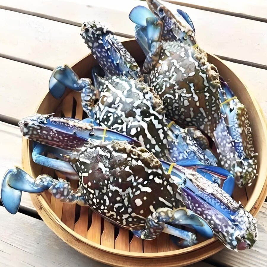 冻兰花蟹 远洋梭子蟹 冻品蓝花蟹类制品