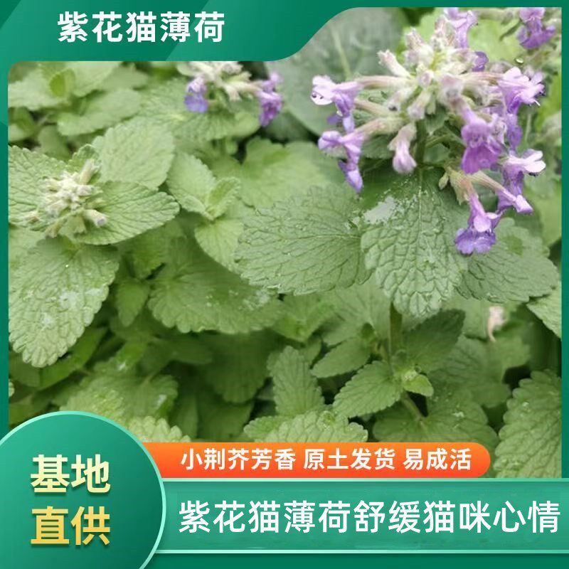 紫花猫薄荷盆栽会开花的薄荷耐寒好养土荆芥香草盆栽花期特长久图片