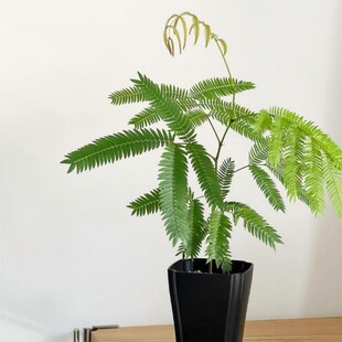 密叶猴耳环含羞树小豆树害羞猴子鸡髯豆网红室内盆栽绿植观叶阳台