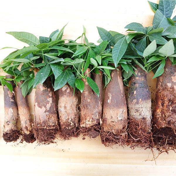 发财树树桩树头树苗室内盆栽大客厅摆件裸根不带盆大棵绿植不含盆图片