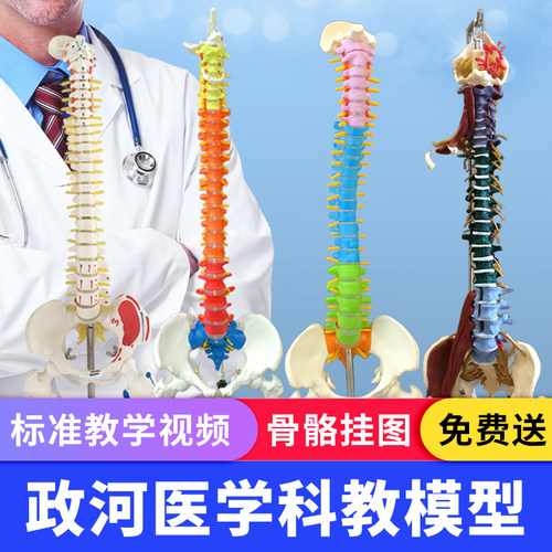 1:1人体脊柱模型人体脊椎45厘米脊椎模型带骨盆股骨人体骨骼模型