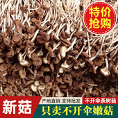 古田不开伞茶树菇茶树菇干货鲜嫩农家茶薪菇农家无硫熏超值干货