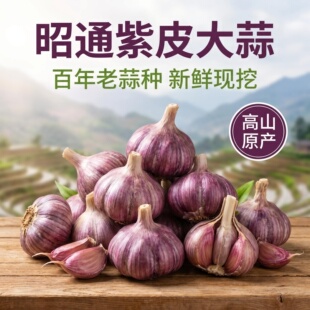 大蒜正宗云南紫皮大蒜昭通高山紫皮大蒜头干蒜产地直发