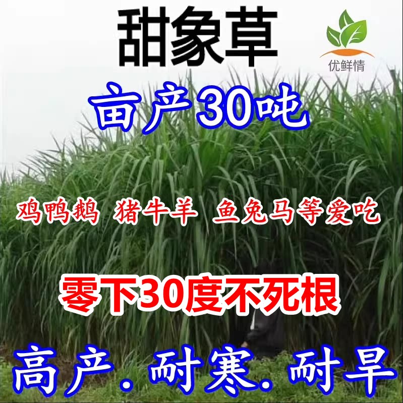 高产进口甜象草种子多年生四季牧草种子畜牧养殖牛羊兔鱼黑麦草籽