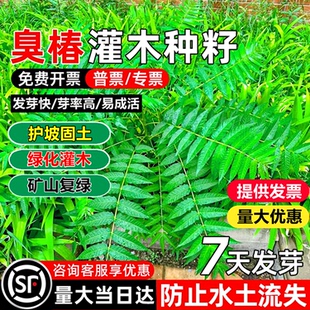 新采臭椿树林木种子臭椿种子乔木造林树苗籽红油香椿种子护坡绿化