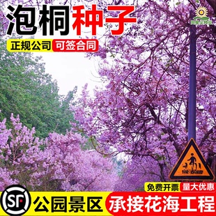 泡桐树种子轻型木质木材树木白花大果泡桐空桐树工程绿化新采种籽